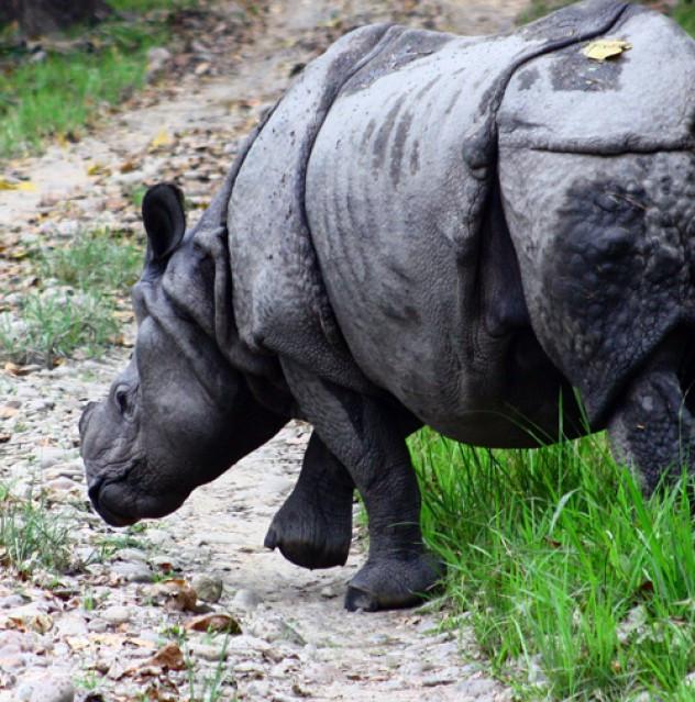 Close Up Chitwan